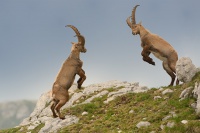 Kozorozec horsky - Capra ibex - Alpine Ibex 7705